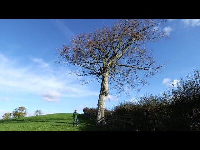 How to Choose the Best Tree for a Barn Owl Nestbox