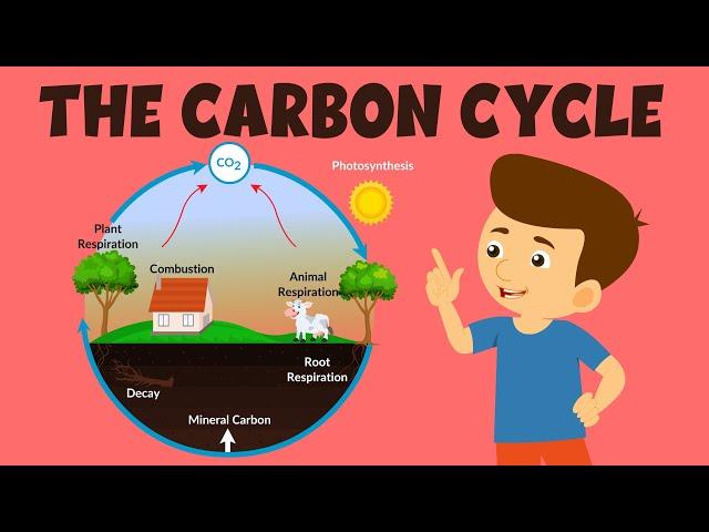 The Carbon Cycle | Carbon Cycle Process | Video for Kids