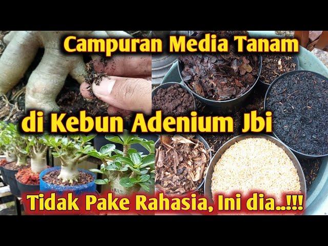 Media Tanam Terbaik Adenium