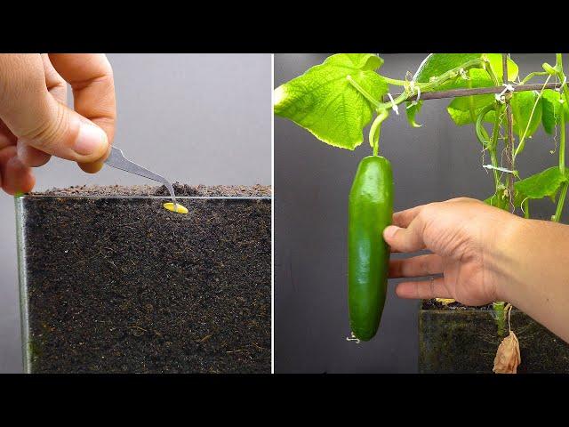 Growing Cucumber Time Lapse Seed To Fruit In 55 Days