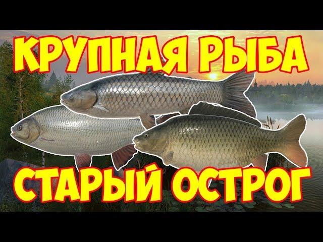 русская рыбалка 4 / НОВАЯ ФАРМ ТОЧКА / СТАРЫЙ ОСТРОГ / КРУПНАЯ РЫБА / КАРП АМУР ЯЗЬ как ловить