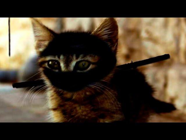 Ninja Cats - Funny Cats Compilation - Funny Ninja Cats 2016