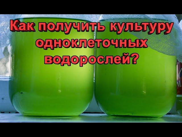 Разведение одноклеточных водорослей. Как получить культуру?