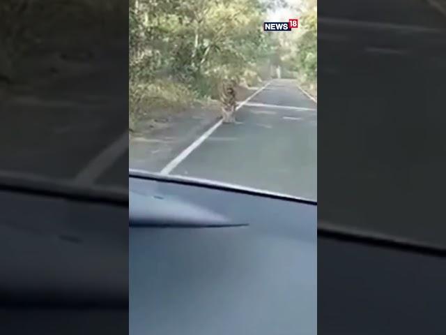 Tiger On Road | Tiger On Road India | Tiger On Street | Tiger Video | Animals Video | Wild Animals