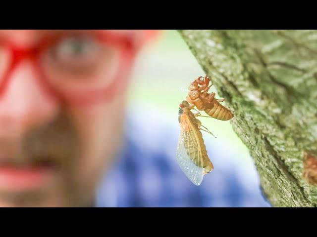 Let's Talk About American Cicadas | Part 1