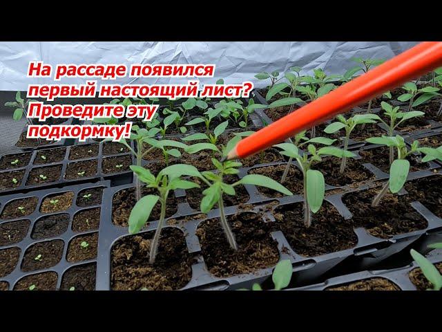 The first feeding of tomato seedlings that no one else will talk about!