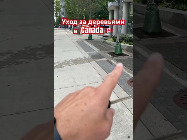 Уход за деревьями в Canada 