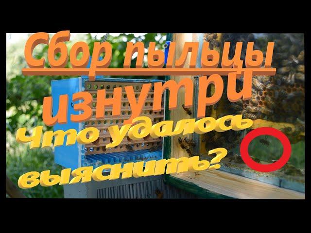 Что происходит? Сбор пчелиной обножки(пыльцы) изнутри.