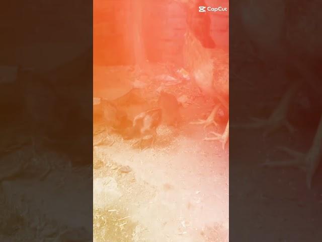 HEN CHICKS #SHORTS |AFAQ BUKHARI