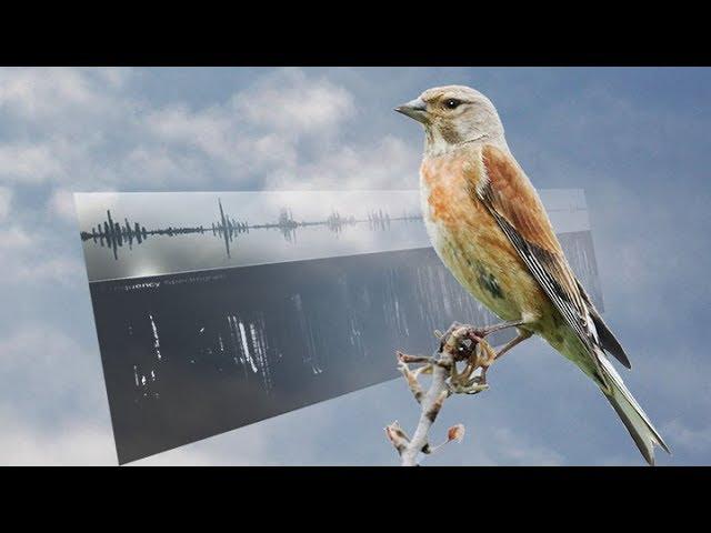 LINNET SONGS – Carduelis cannabina