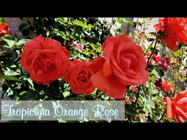 Tropicana Orange Rose Hybrid tea