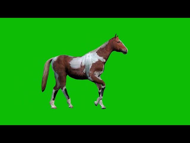 Horse Walking Green Screen l HD