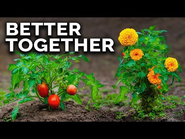 Science-Based Companion Planting Combinations That WORK