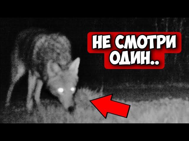 РЕАЛЬНЫЕ СКИНВОЛКЕРЫ СНЯТЫЕ НА КАМЕРУ / Существуют ли SKINWALKERS?