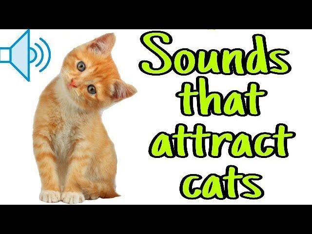 Sounds that attract cats - Meow to make cats come to you