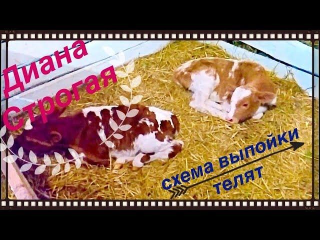 Схема ВЫПОЙКИ телят!