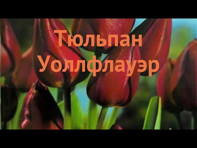 Тюльпан многоцветковая Уоллфлауэр  обзор: как сажать, луковицы тюльпаны Уоллфлауэр