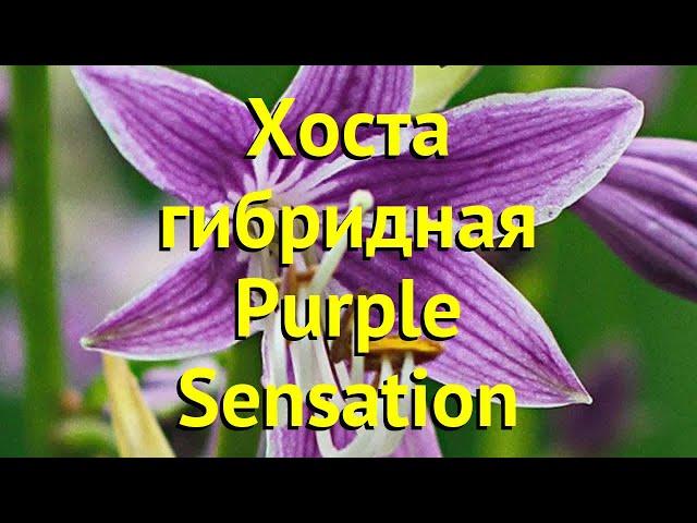 Хоста гибридная Пурпл сенсейшен. Краткий обзор, описание характеристик hosta purple sensation