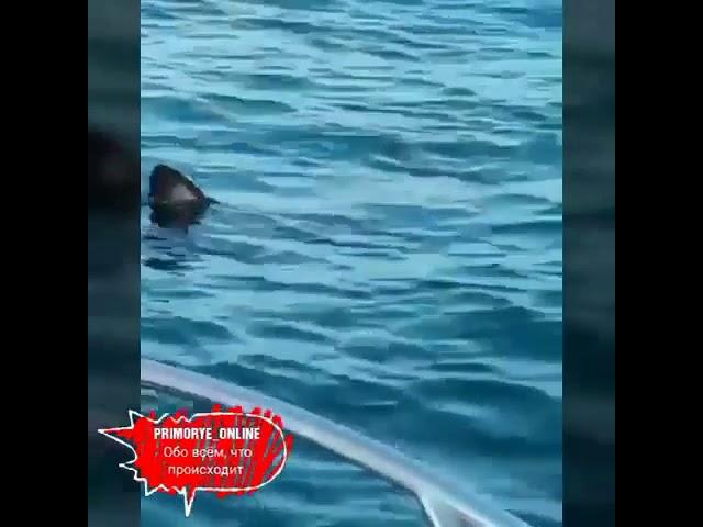Акула. Источник: Instagram/primorye_online