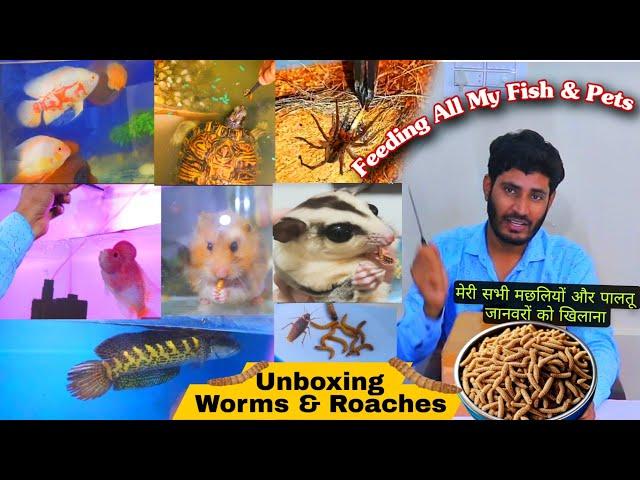 Unboxing Live MealWorms , Roaches | Live Feeding to All my fish , Birds , Hamsters & Turtles