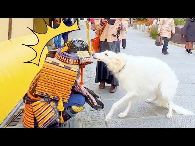 #85 SAMURAI Statue Prank in Kyoto Japan | Japanese shogun prank for traveler at Kiyomizu Temple