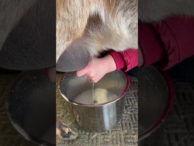 Milking a Nubian Goat! 