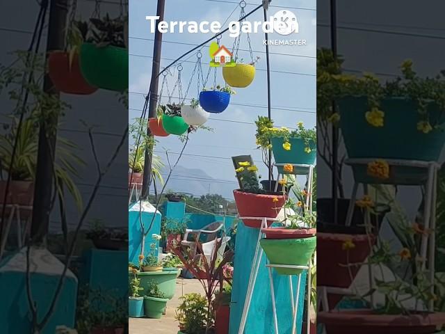 Terrace garden #shots#yt shorts # surabhi multi creations#