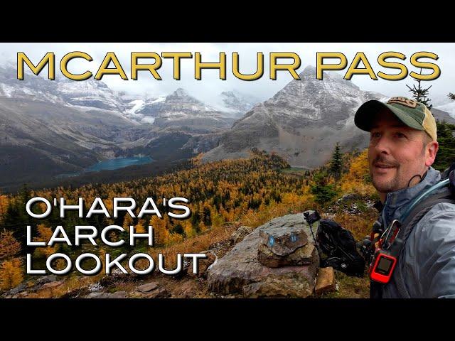 Lake O'Hara's best larch season lookout | Odaray Grandview along McArthur Pass