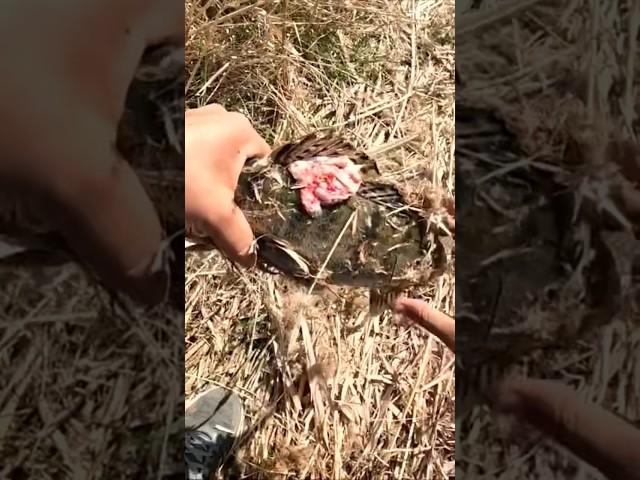 Что за паразит? Больная рыба? Рыбалка на судака карася