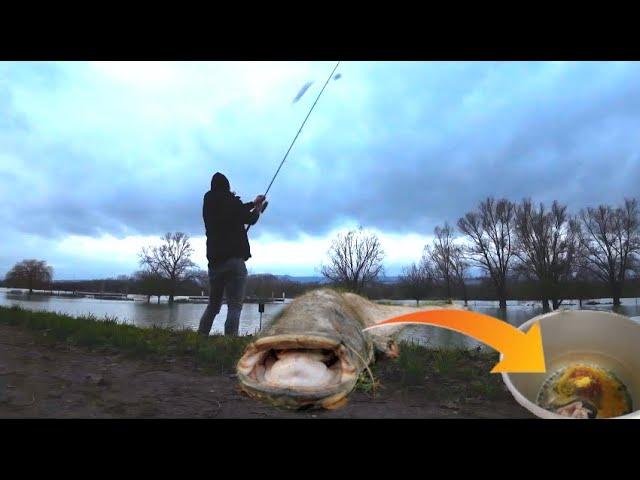 Nachtangeln am Rhein auf überschwemmter Wiese und Kopf von 2 Meter Wels zubereiten