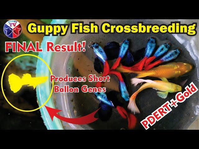 Guppy Fish Full Gold and PDERT Crossbreeding Update | Final with Interesting Result