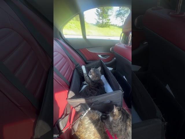 Long drive k liay ja rahey #cat #longdrive #summer #petlovers