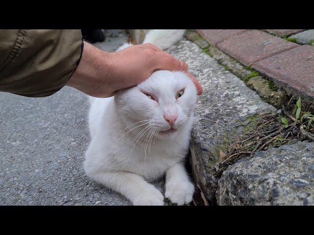 The calmest and gentlest white cat I have ever seen in my life.