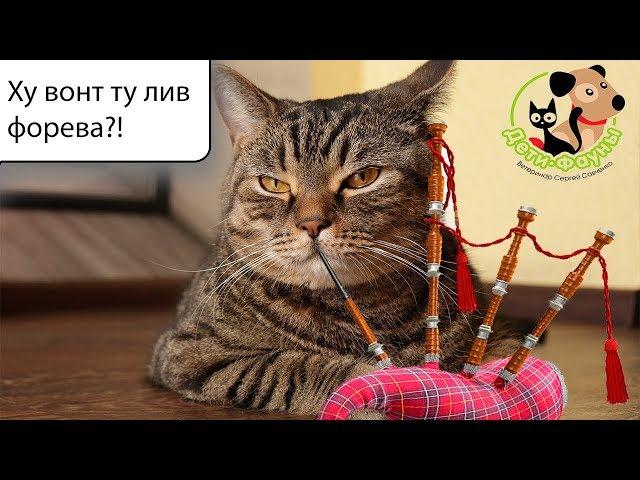 Сколько живут кошки? Что влияет на продолжительность жизни кошки?