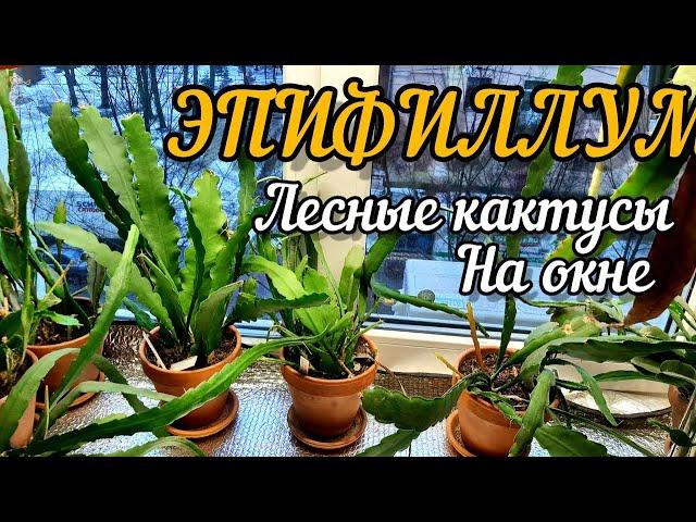 ЭПИФИЛЛУМ / Лесной или орхидейный кактус / Нюансы выращивания