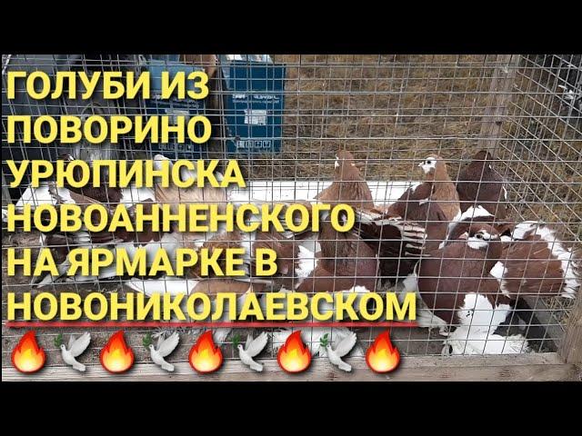 Голуби из Поворино, Урюпинска, Новоанненского на ярмарке в Новониколаевском. Nikolaev pigeons. 鸽子.