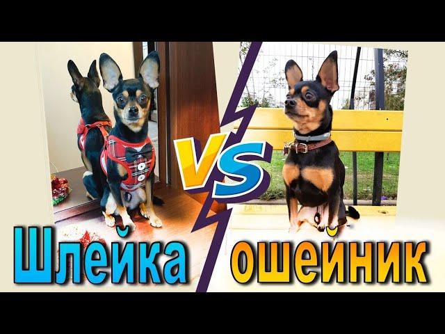 Что выбрать: шлейка или ошейник? Какая амуниция лучше?