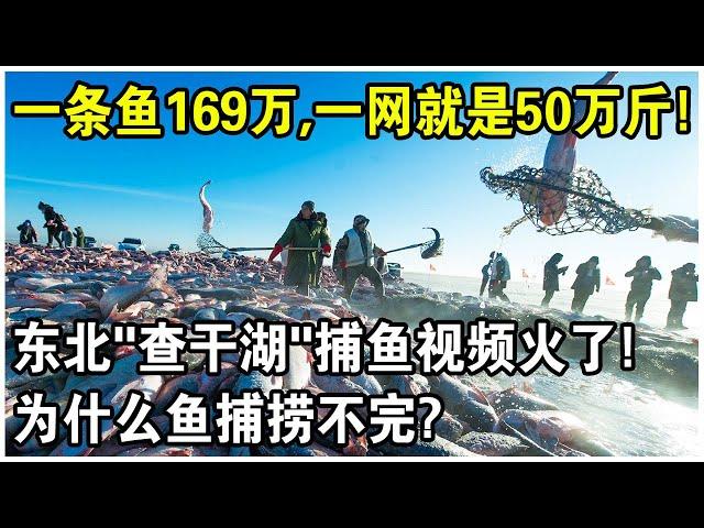 東北“查幹湖”捕魚視頻突然爆火！一網可捕50萬斤魚，一條魚賣169萬！這些魚從哪來的？為什麼捕不完？