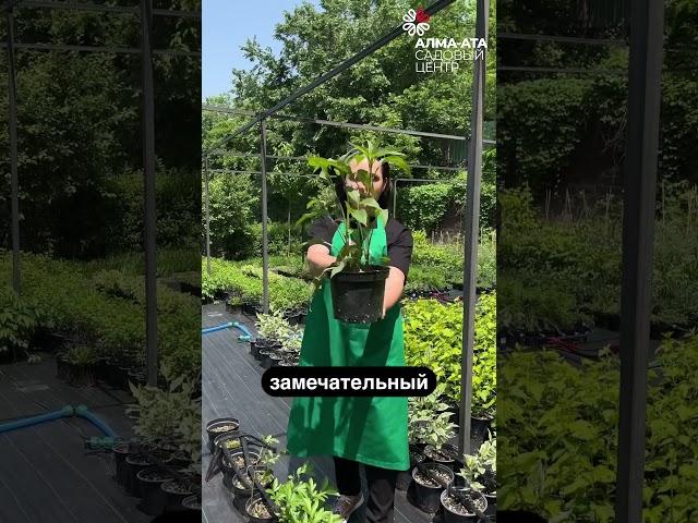 #дача #алматы #сад #гортензия #огород #питомникрастений #garden #цветы #ландшафтныйдизайн #лето