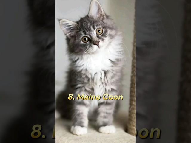 Top 10 Most Beautiful Cat Breed In The World #shorts #viral