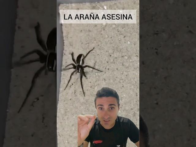 Cuidado con esta ARAÑA. #supervivencia #emergencia #sabiasque