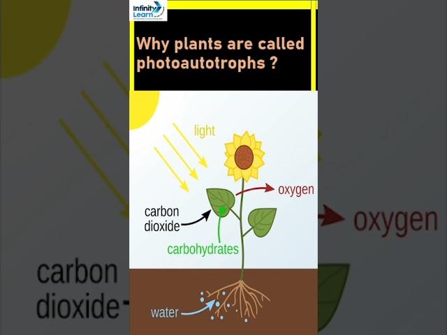 Why plants are called photoautotrophs