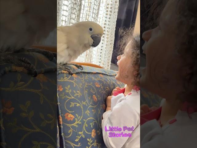 Cockatoo alba loves children very much, какаду альба очень любит детей. #shorts