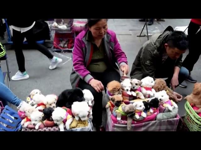 This is How They Sell Puppies in China!  (THIS VIDEO WILL MAKE YOU SAD)