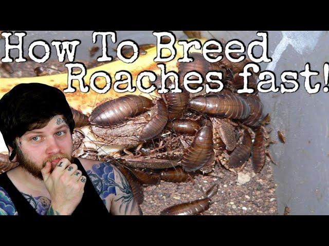 How To Breed Lobster Roaches 2021 (Care & Breeding Guide)