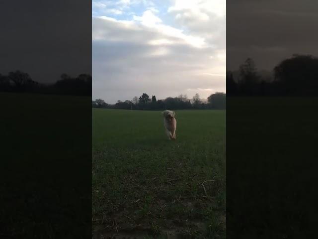 Labradoodle Rudy doody...  still loving life at nearly 12...