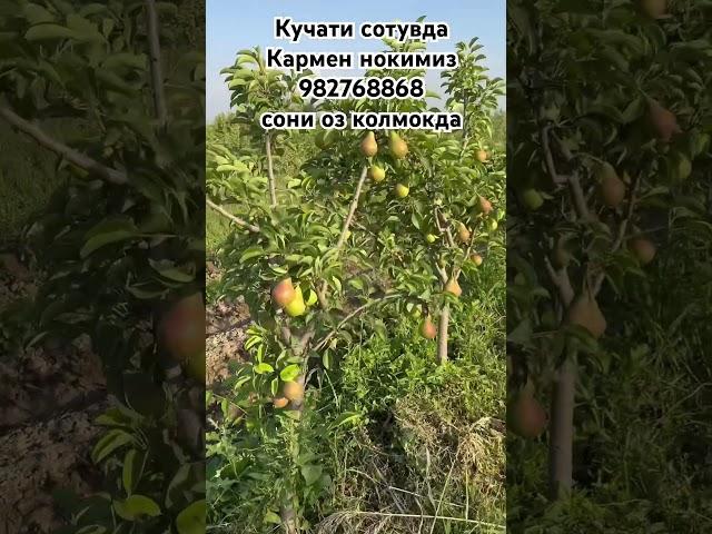 Каналга обуна болинг