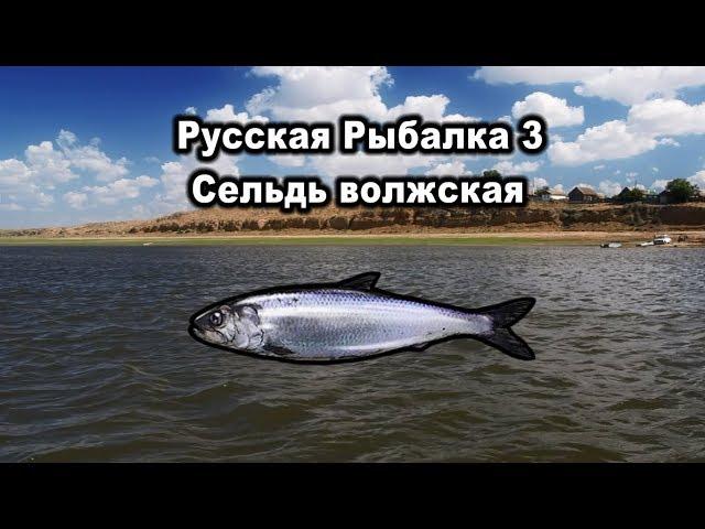 Русская рыбалка 3. Редкости. Сельдь волжская