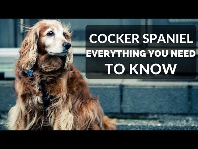 COCKER SPANIEL 101 - Everything You Need To Know About Owning A Cocker Spaniel Puppy