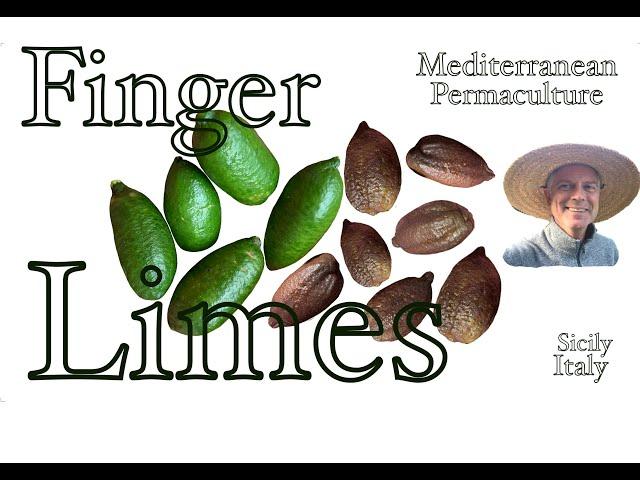 Finger Limes - Mediterranean Permaculture John Kaisner The Natural Farmer